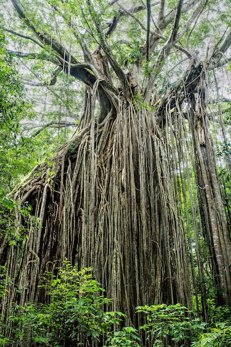 A strangler fig tree